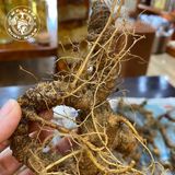 Sâm Ngọc Linh Rừng Kon Tum (100g)