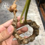 Sâm Ngọc Linh Rừng Kon Tum (100g)