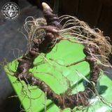 Sâm Ngọc Linh Rừng Kon Tum (100g)