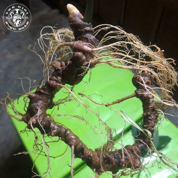  Sâm Ngọc Linh Rừng Kon Tum (100g) 