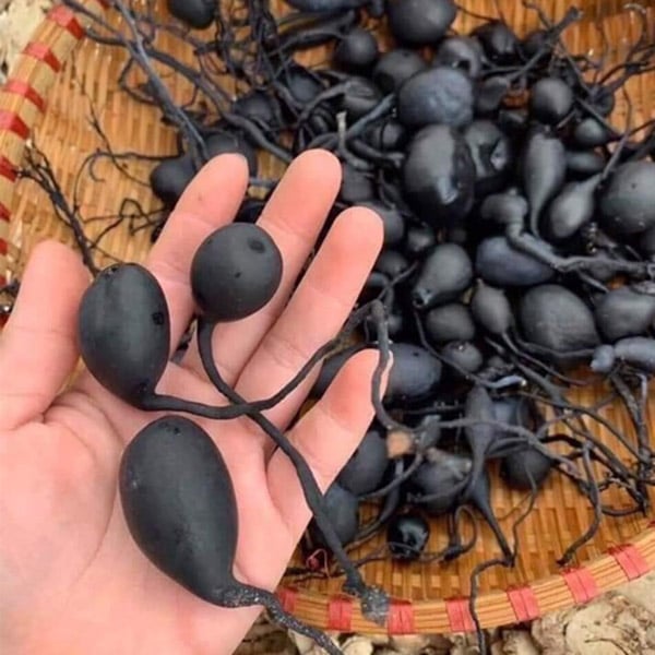 Sâm Ô Linh Tươi 100g