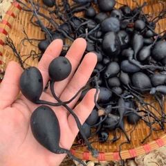 Sâm Ô Linh Tươi 100g