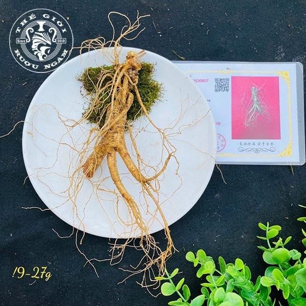  Sâm Trường Bạch Tươi 