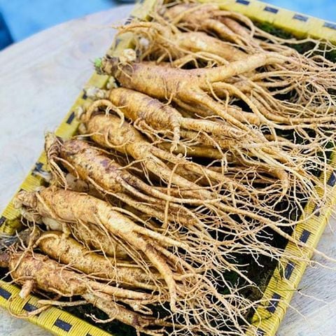Cập nhật tin tức mới nhất về sản phẩm sâm tươi Hàn Quốc
