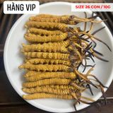 Đông Trùng Hạ Thảo Tây Tạng Vip - 25con/10g Hàng Tuyển Chọn