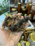 Sâm Ngọc Linh Rừng Kon Tum (100g)