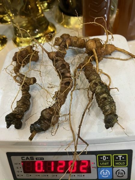  Sâm Ngọc Linh Rừng Kon Tum (100g) 