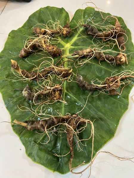  Sâm Ngọc Linh Rừng Kon Tum (100g) 