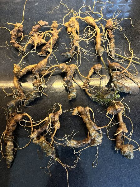  Sâm Ngọc Linh Rừng Kon Tum (100g) 
