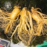 Sâm Tươi Hàn Quốc 3 Củ 1Kg