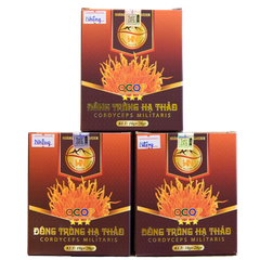 Đông Trùng Hạ Thảo Ký Chủ Nhộng Tằm Hộp 50 Con