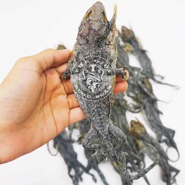  Tắc Kè Khô Loại Trung 