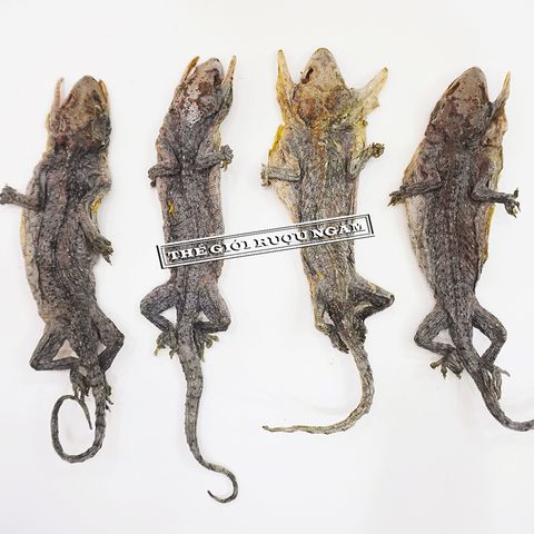 Tắc Kè Khô Loại Trung