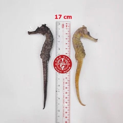 Cá ngựa chúa đại dương tươi 17cm cấp đông (cặp)