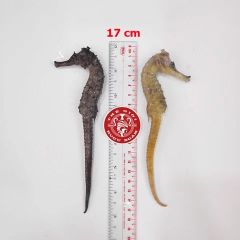 Cá ngựa chúa đại dương tươi 17cm cấp đông (cặp)