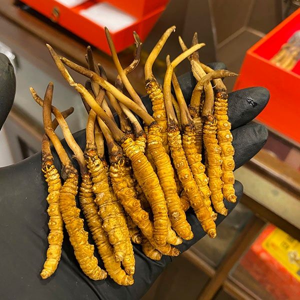 Đông Trùng Hạ Thảo Tây Tạng Tươi - Size 1g/con (10 con)