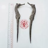 Cá ngựa chúa Indonesia khô 22cm (cặp)