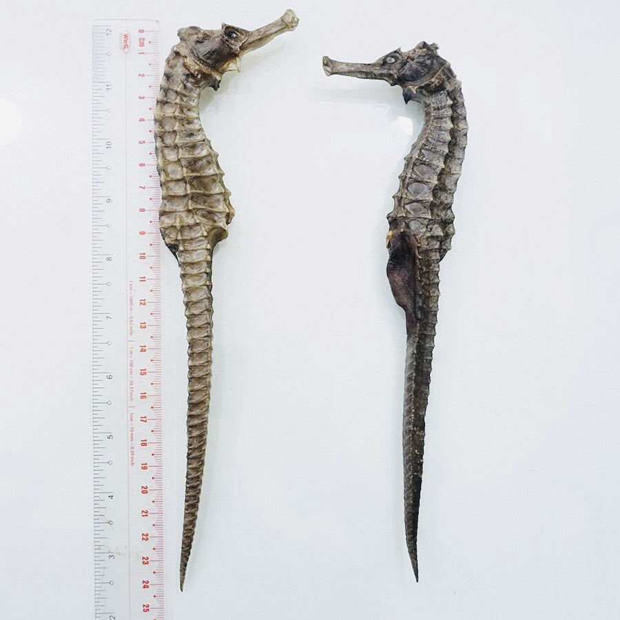 Cá ngựa chúa Indonesia khô 25cm (cặp)