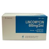  Lincomycin 600mg/2ml hộp 50 ống TW1 
