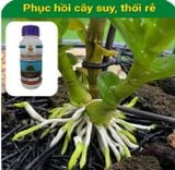  Phân bón hữu cơ Hàn Quốc - Siêu kích rễ - Sun Rootking - 500 ml 