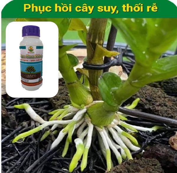  Phân bón hữu cơ Hàn Quốc - Siêu kích rễ - Sun Rootking - 500 ml 
