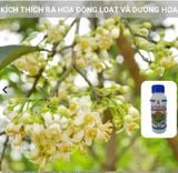  Phân bón hữu cơ Hàn Quốc - Già lá - Siêu ra hoa đồng loạt -Sun Postamax -  500 ml 