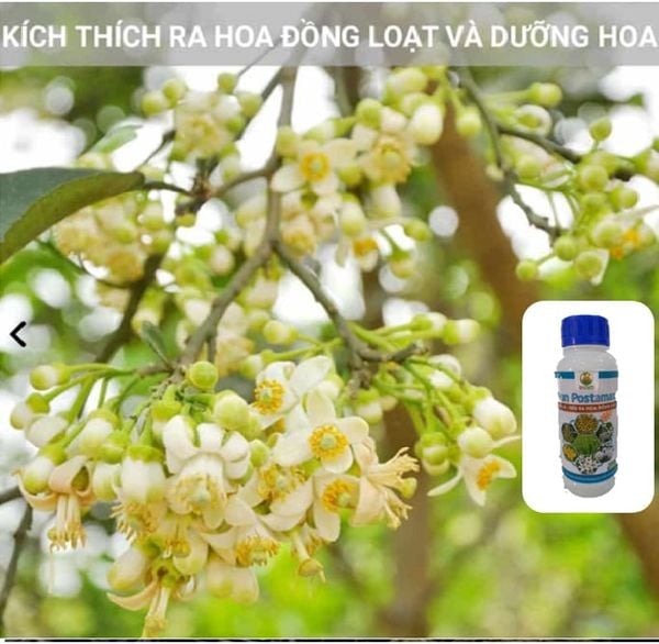  Phân bón hữu cơ Hàn Quốc - Già lá - Siêu ra hoa đồng loạt -Sun Postamax -  500 ml 