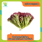 [Chỉ Giao HCM] Xà lách lolo tím 