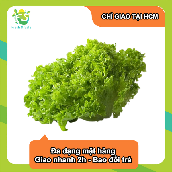  [Chỉ Giao HCM] Xà lách lolo xanh 