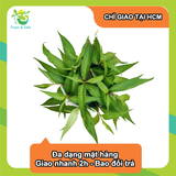  [Chỉ Giao HCM] Rau răm - 30g 