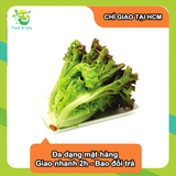  [Chỉ Giao HCM] Xà lách lolo tím 
