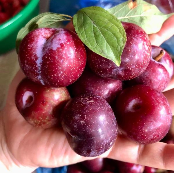  [Chỉ Giao HCM] Mận Cherry - 500g 