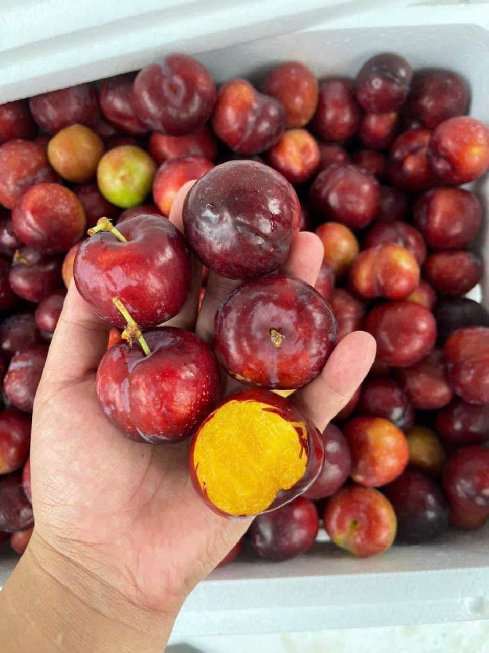  [Chỉ Giao HCM] Mận Cherry - 500g 