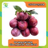  [Chỉ Giao HCM] Mận hậu Hà Nội 