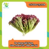  [Chỉ Giao HCM] Xà Lách Lolo Tím - 300g 