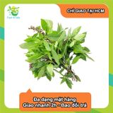  [Chỉ Giao HCM] Húng Quế - 100g 