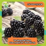  [Chỉ Giao HCM] Phúc Bồn Tử Đen Blackberry - hộp 170g 