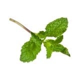 [Chỉ Giao HCM] Húng Lủi - 50g 