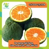 [Chỉ Giao HCM] Cam Sành 