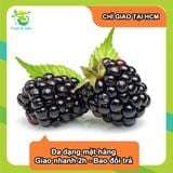  [Chỉ Giao HCM] Phúc Bồn Tử Đen Blackberry - hộp 170g 