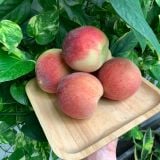  [Chỉ Giao HCM] Đào lông - 1kg 