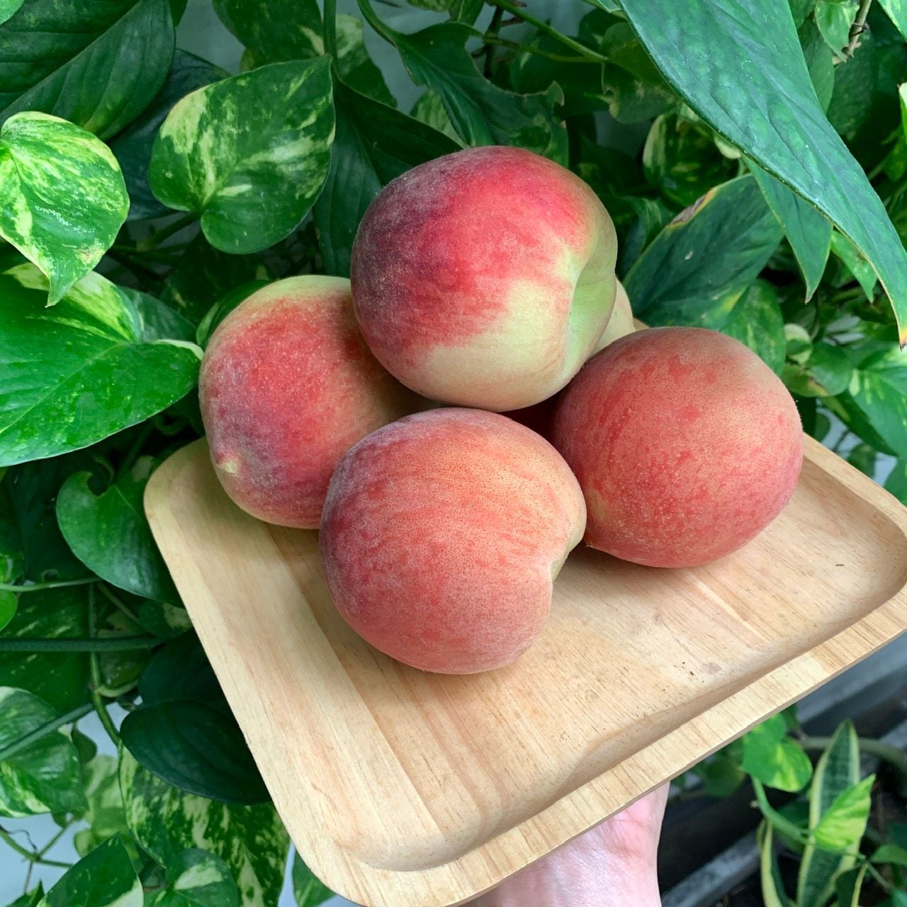  [Chỉ Giao HCM] Đào lông - 1kg 