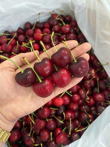  [Chỉ Giao HCM] Cherry Mỹ size 9.5 - 500g 
