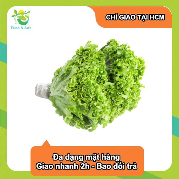  [Chỉ Giao HCM] Xà lách xoăn thủy canh - 300g 