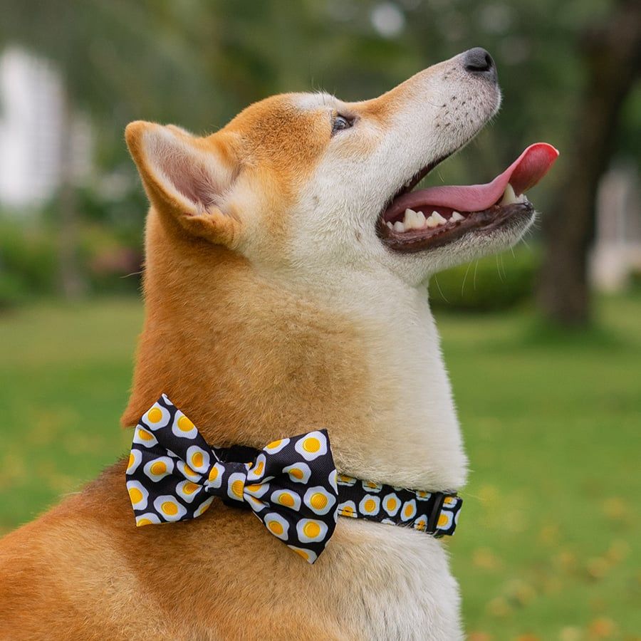  Combo Vòng Cổ , Dây Dắt Và Nơ Sunny Side Up 