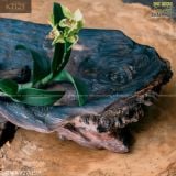 Chậu gỗ nu trồng cây