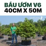  Bầu Ươm V6 cao 40CMX50M 