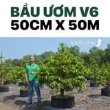  Bầu Ươm V6 cao 50CMX50M 