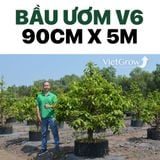 Bầu Ươm V6 cao 90CMX50M 