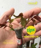  Băng ghép cành 